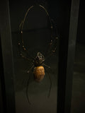 Giant Silk Orbweaver