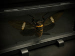 Giant Black Cicada