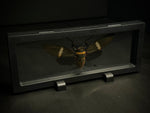 Giant Black Cicada