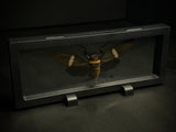 Giant Black Cicada