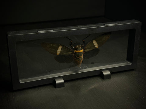 Giant Black Cicada