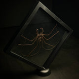 Cave Spider (Tailless Whip Scorpion)