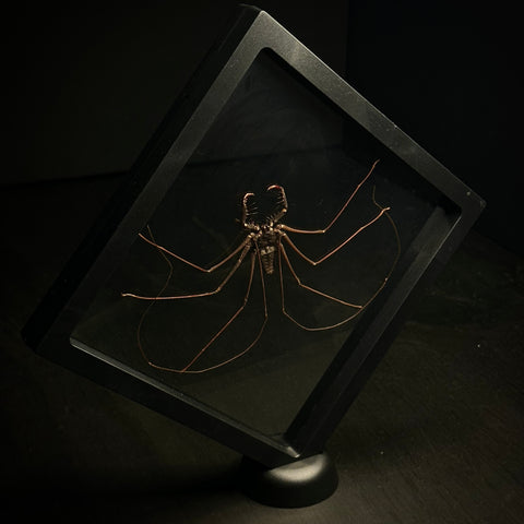 Cave Spider (Tailless Whip Scorpion)