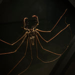 Cave Spider (Tailless Whip Scorpion)