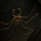 Cave Spider (Tailless Whip Scorpion)