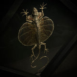Flying Dragon Lizard