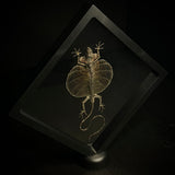 Flying Dragon Lizard