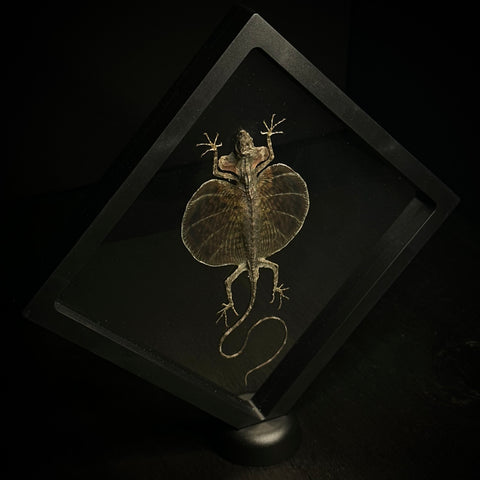 Flying Dragon Lizard