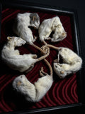 Rat King Framed Display