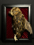 Coturnix Quail Framed Display