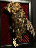 Coturnix Quail Framed Display