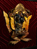 Dissected Cane Toad Framed Display