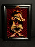 Dissected Cane Toad Framed Display