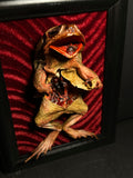 Dissected Cane Toad Framed Display