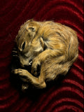 Prairie Dog Framed Display