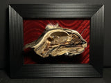 Bisected Cat Head Framed Display