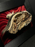 Bisected Cat Head Framed Display