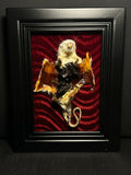 Flayed Rat Framed Display