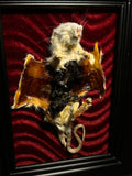 Flayed Rat Framed Display