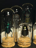 Mini Curio Insect Dome