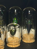 Mini Curio Insect Dome