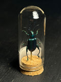 Mini Curio Insect Dome