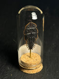 Mini Curio Insect Dome