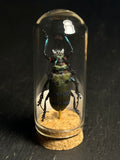 Mini Curio Insect Dome