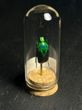Mini Curio Insect Dome