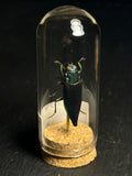 Mini Curio Insect Dome