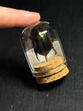 Mini Curio Insect Dome