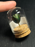 Mini Curio Insect Dome