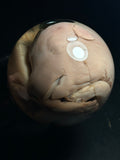 Pig Fetus with Antique Base
