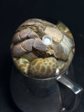 Hermit Crab with Vintage Base