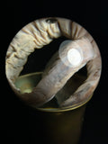 Piebald Hagfish with Antique Base