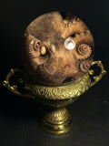 Octopus with Vintage Base