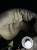 Amphiuma with Vintage Base