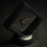 Octopus Beak