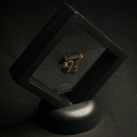 Octopus Beak