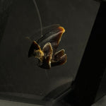 Octopus Beak