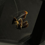 Octopus Beak