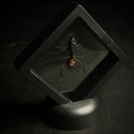 Soldier Ant