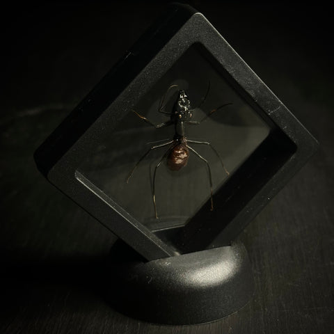 Soldier Ant