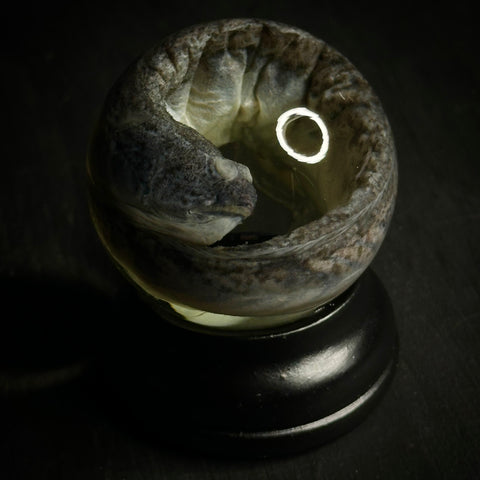 Dragon Goby Specimen Globe
