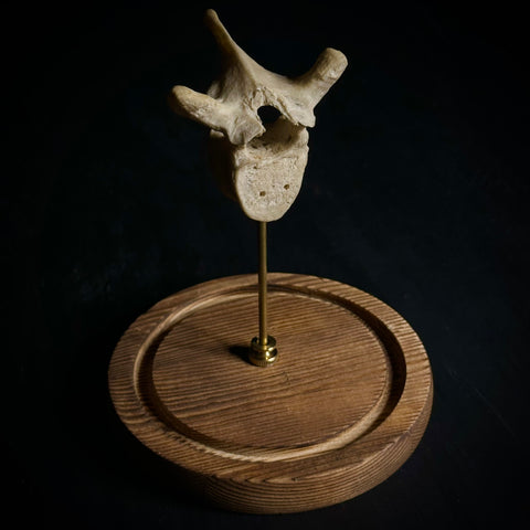 Human Vertebra Under Glass Dome