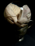 Pig Fetus on Vintage Base