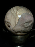 Pig Fetus on Vintage Base
