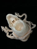 Medusa Skull Replica (1/1)