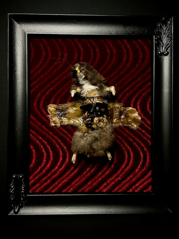 Mummified Flayed Hamster Framed Display