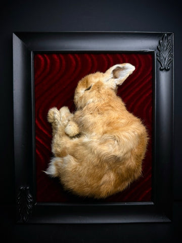 Mummified Rabbit Framed Display